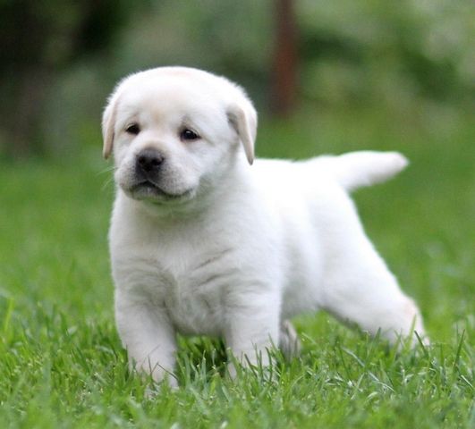 Labrador Retriever in liebevolle Hände abzugeben