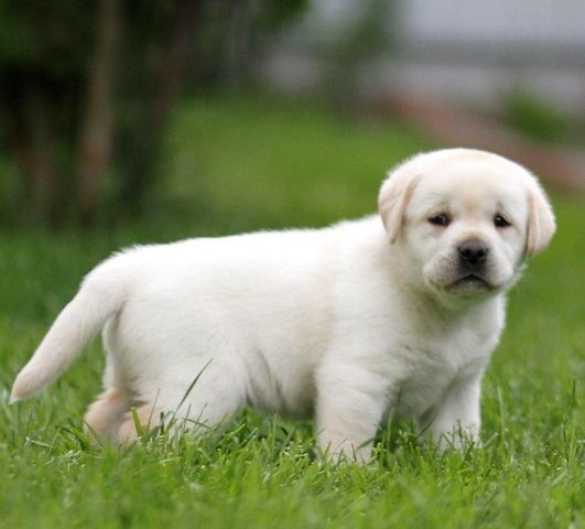 Labrador Retriever in liebevolle Hände abzugeben