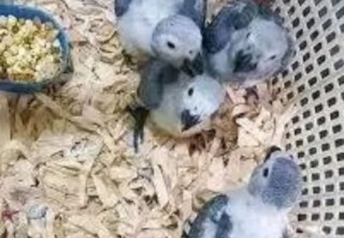 Ein Paar sprechende Graupapageien