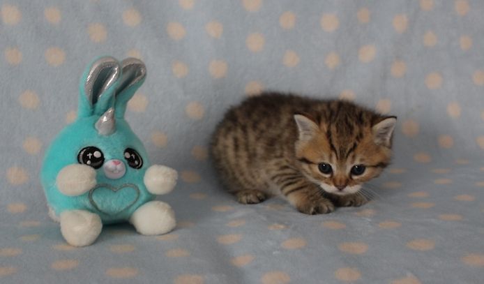 Reinrassige BKH Kitten