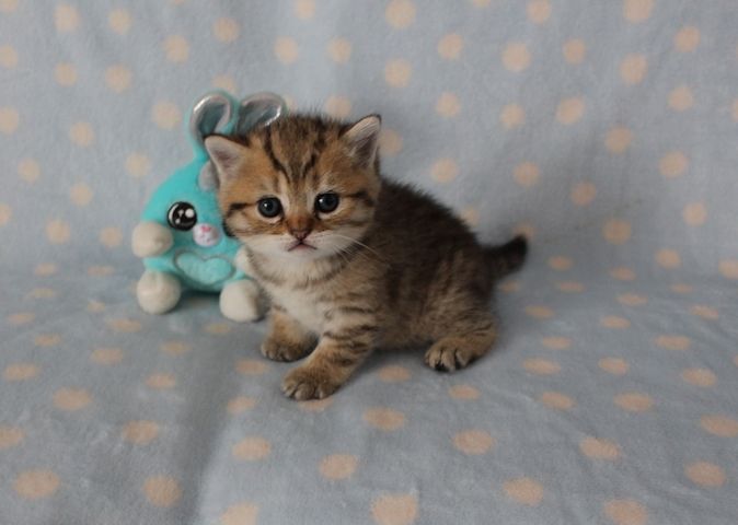 Reinrassige BKH Kitten