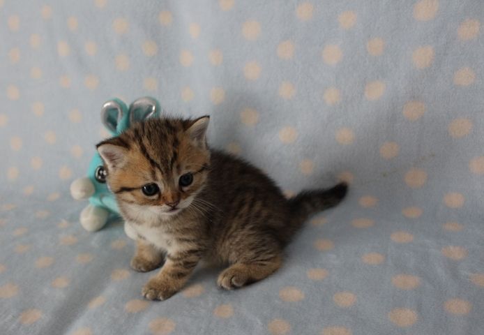 Reinrassige BKH Kitten