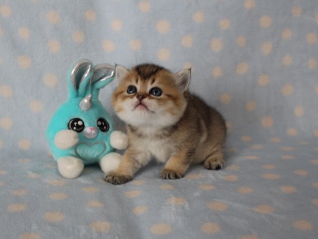 Reinrassige BKH Kitten