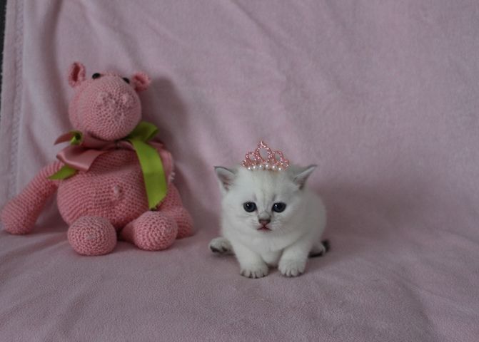 Reinrassige BKH Kitten