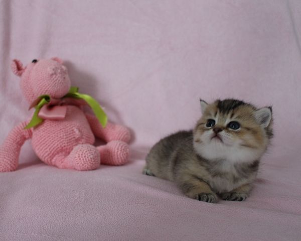 Reinrassige BKH Kitten