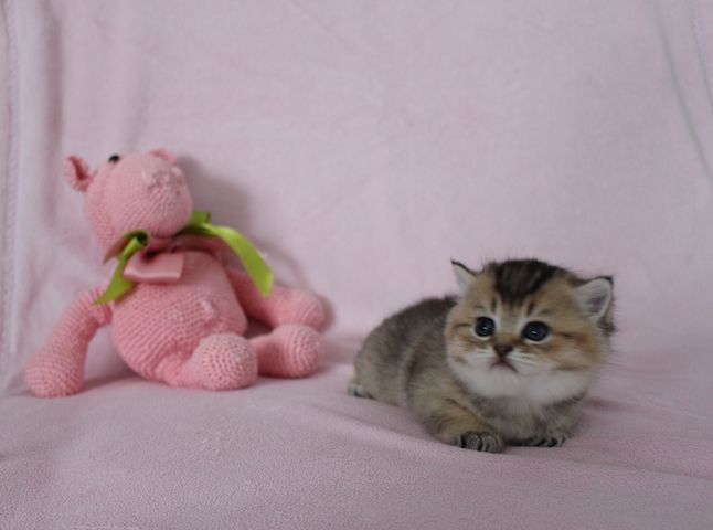 Reinrassige BKH Kitten