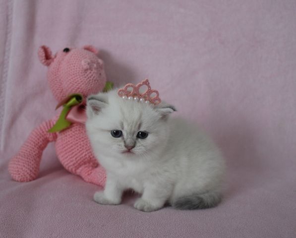 Reinrassige BKH Kitten