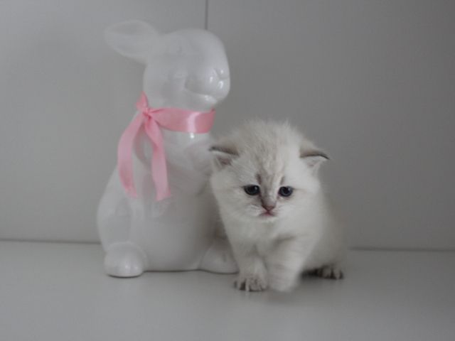 Reinrassige BKH Kitten