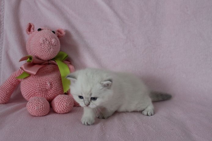 Reinrassige BKH Kitten