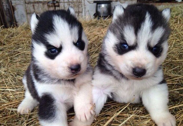 Siberian Husky Welpen