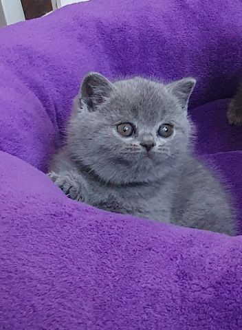 BHK Britisch Kurzhaar (männlich und weiblich)