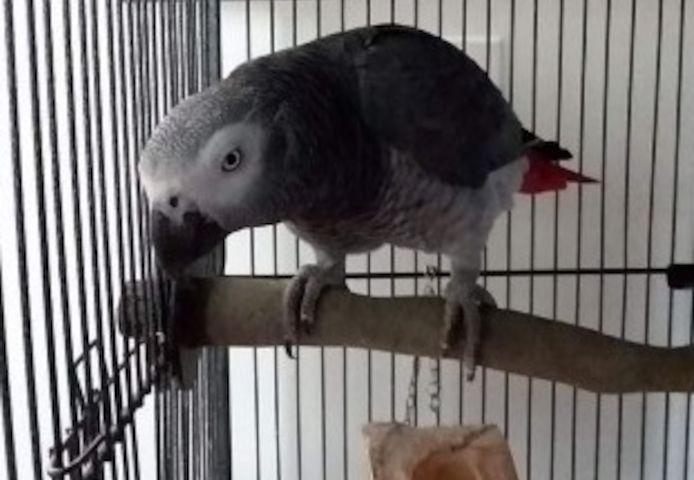 BHK Britisch Kurzhaar (männlich und weiblich)