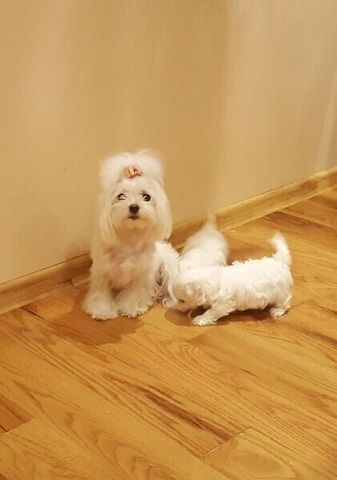 Malteserwelpen zu erschwinglichen Preisen zur Adoption.