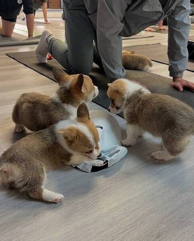 Corgi-Welpen zur Adoption