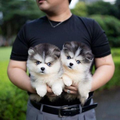 Pomsky-Welpen suchen ein neues Zuhause.