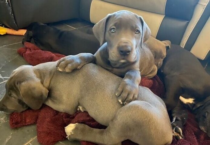 Deutsche Doggenwelpen ab sofort abgabebereit.