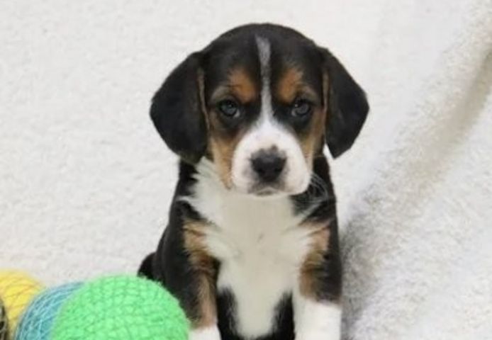 Beagle-Welpen zu verkaufen