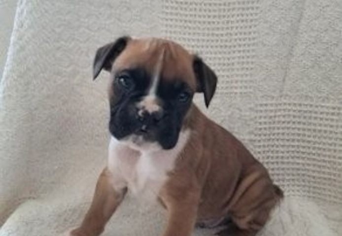 Reinrassige Boxerwelpen zu verkaufen