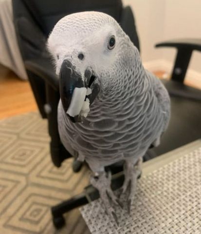 Superzahme Graupapageien