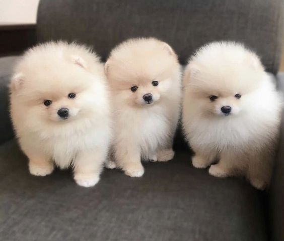 Pomeranian-Welpen