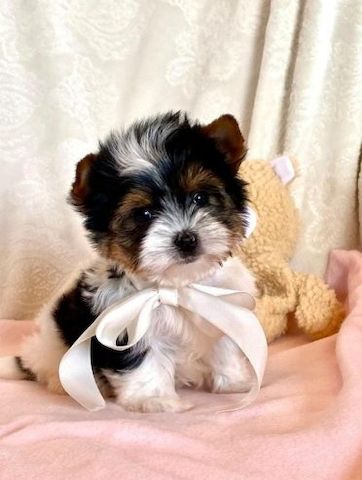 Entzückende Yorkshire-Terrier-Welpen – Bereit für ihr neues Zuhause
