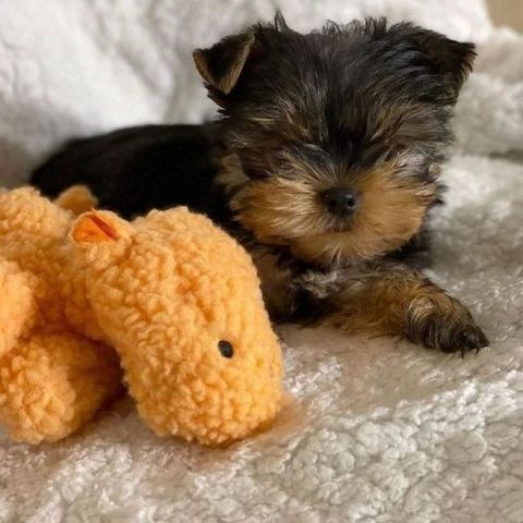 Yorkshire-Terrier-Welpen