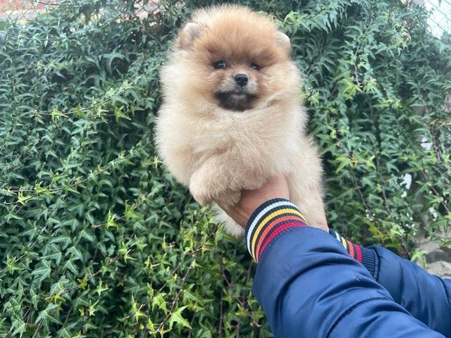 Reinrassige Pomeranian Zwergspitz Boo Welpen
