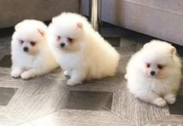 Reinrassige Pomeranian Zwergspitz Boo Welpen