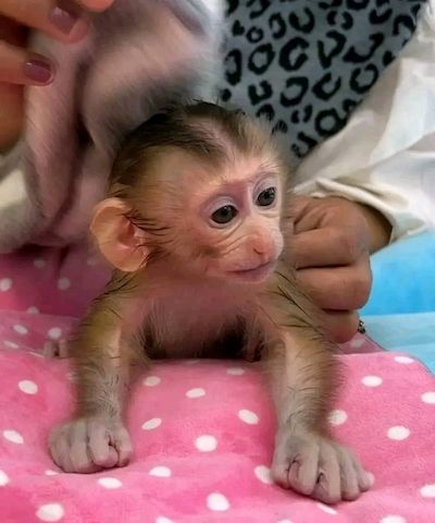 Süße Kapuzineräffchen-Babys