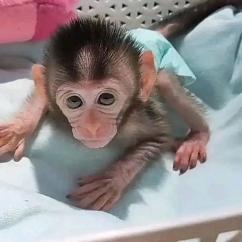 Süße Kapuzineräffchen-Babys