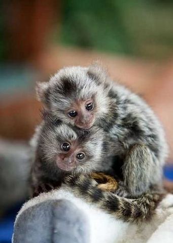 Entzückende Marmosetten-Babys zu haben