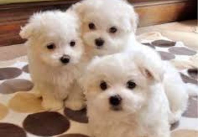 Wunderschöne und gesunde Malteser-Welpen abzugeben