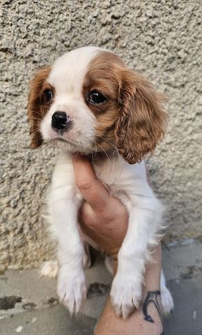 Cavalier King Charles Spaniel Welpen, Rüden und Hündinnen.