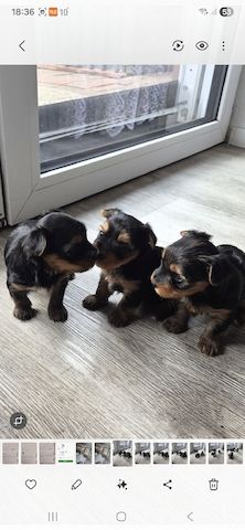 Süße Welpen zuverkaufen