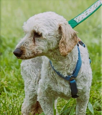 Bunny - ein liebenswerter Pudelmix