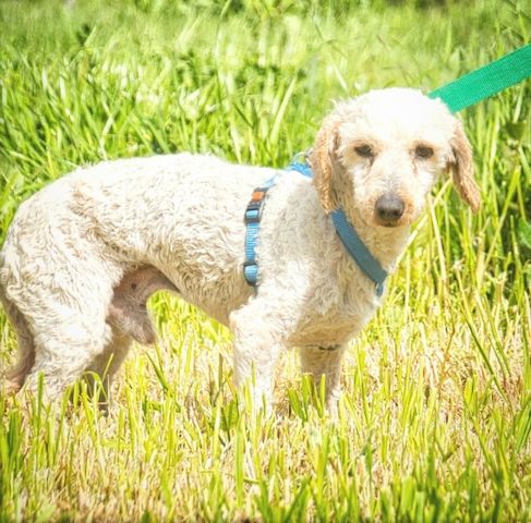 Bunny - ein liebenswerter Pudelmix