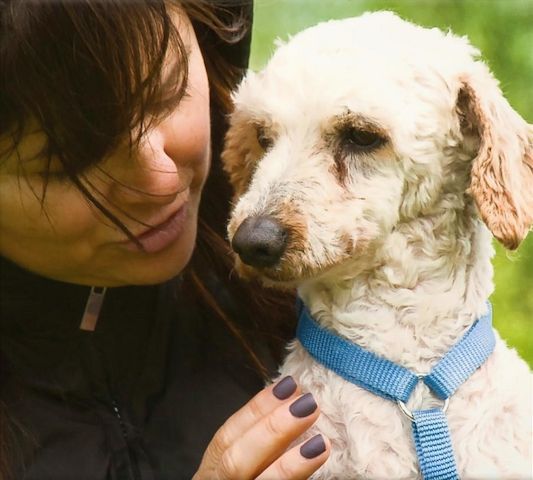 Bunny - ein liebenswerter Pudelmix