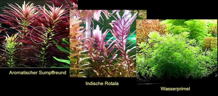 Arom. Sumpffreund, Ind. Rotala, Wasserprimel, ab 3€, Versand