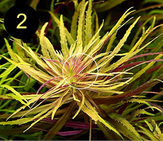 Arom. Sumpffreund, Ind. Rotala, Wasserprimel, ab 3€, Versand