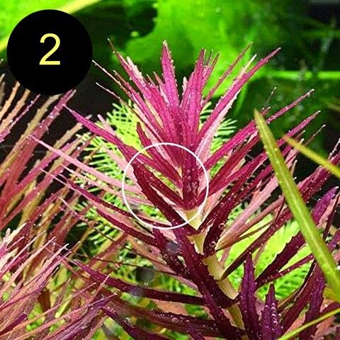 Arom. Sumpffreund, Ind. Rotala, Wasserprimel, ab 3€, Versand