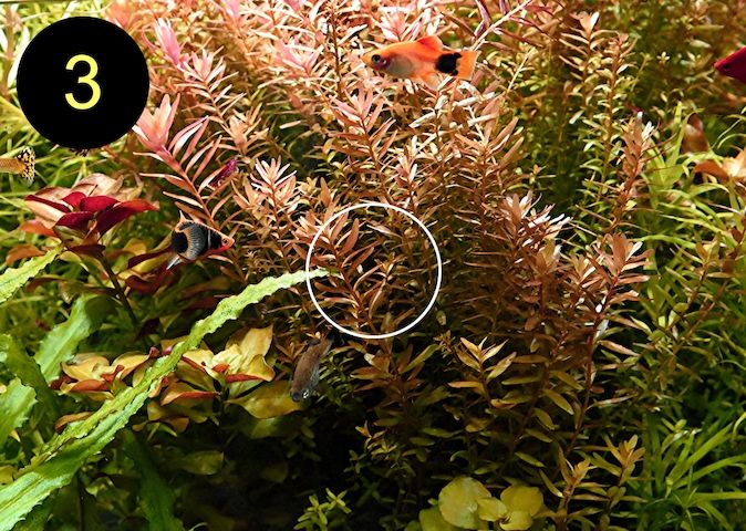 Arom. Sumpffreund, Ind. Rotala, Wasserprimel, ab 3€, Versand