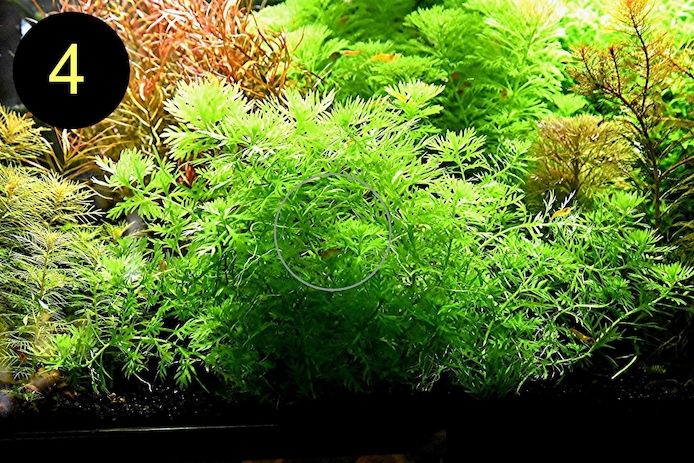 Arom. Sumpffreund, Ind. Rotala, Wasserprimel, ab 3€, Versand