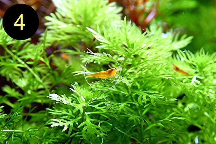 Arom. Sumpffreund, Ind. Rotala, Wasserprimel, ab 3€, Versand