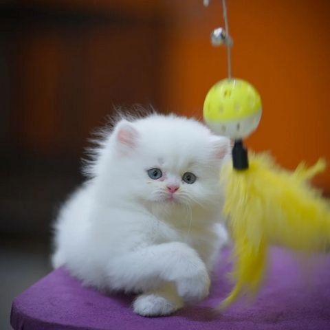 Persische Kätzchen