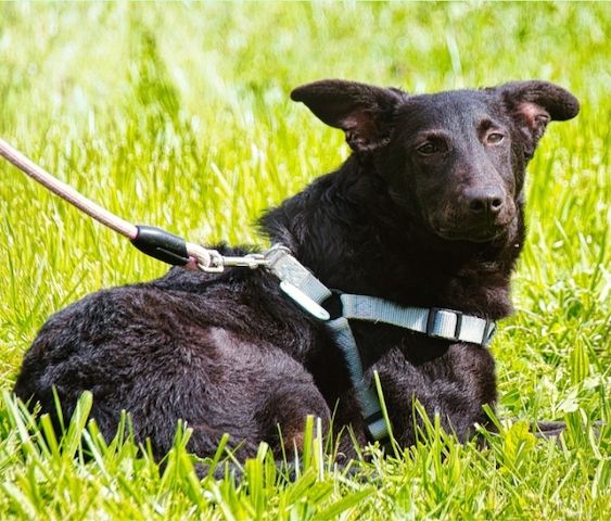 Lloyd - ein liebevoller Schmuser