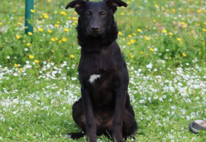 Lloyd - ein liebevoller Schmuser