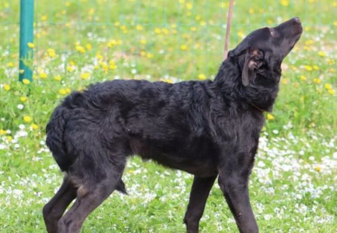 Lloyd - ein liebevoller Schmuser