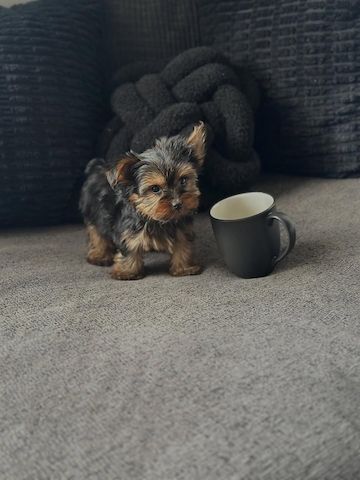 Zwei gesunde, kleine Yorkshire-Terrier-Welpen
