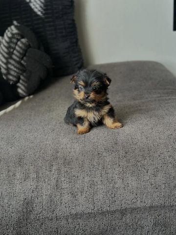 Wunderschöne Yorkshire-Terrier-Welpen