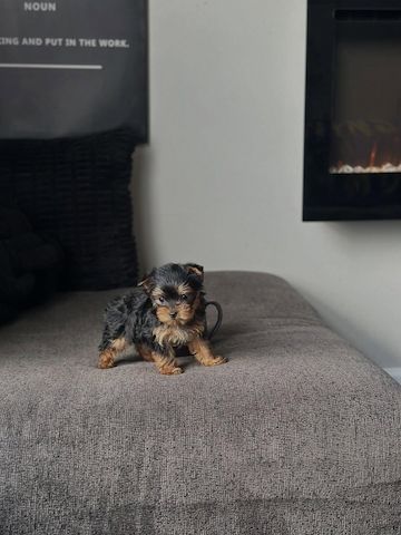 Bezaubernde Yorkshire-Terrier-Welpen (Teacup-Größe)